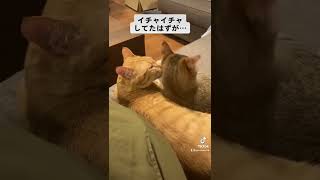 仲良し兄弟 たまに喧嘩する #shorts #可愛い #子猫 #tiktok