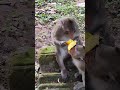 Love monkey-eat mango so funny😘🐒🥭ld7 #monkeys #viral #animals #shortsvideo #monkey #youtubeshorts