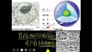 10902高一必修生物ch1 1 33同學提問為何原核生物沒有核仁卻有核糖體？一數