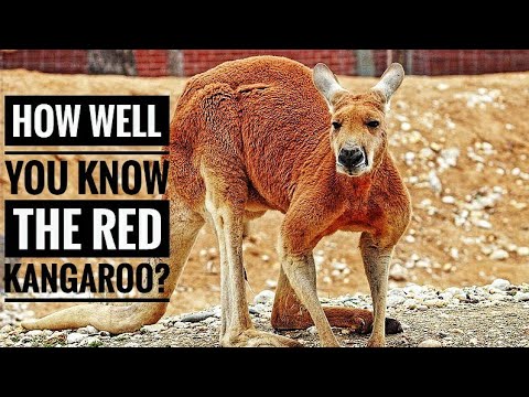 How do you identify a red kangaroo?
