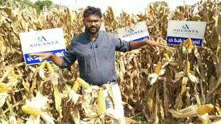 advanta maize high yield