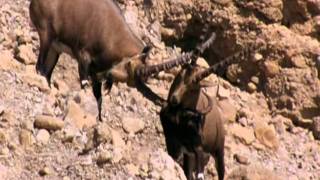 BBC Planet Earth Ibex fighting