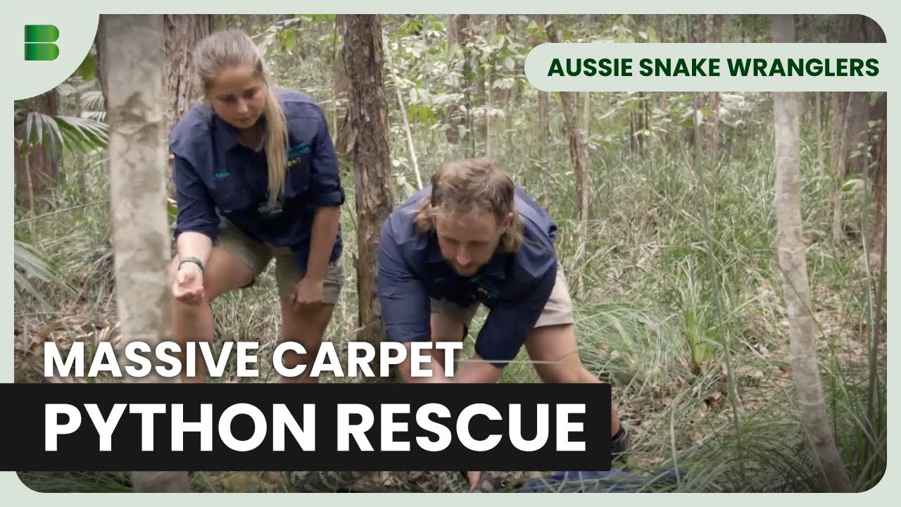 Massive Carpet Python Rescue Aussie Snake Wranglers Youtube