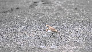 鐵嘴鴴, Greater sand plover