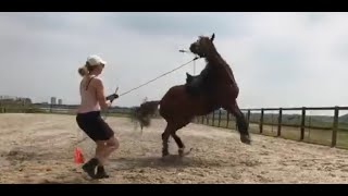 Grondwerk; PAARD STEIGERT EN BOKT AAN DE HAND