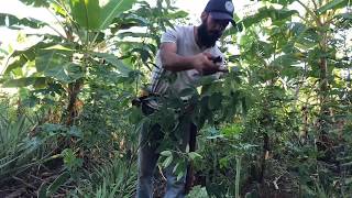 PIGEON PEA thinning out and prunning | PINEAPPLE agroforestry l