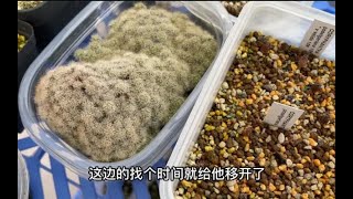 看看仙人球苗子现状和今年播种发芽情况