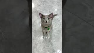 俄罗斯蓝猫 但哥，不会走掉#谁能拒绝傻憨憨的小猫咪#俄罗斯蓝猫#这个猫有种清澈的愚蠢