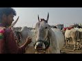 ఎమ్మిగనూరు ఆదివారం ఎద్దుల సంత yemmiganur cattle market sunday bulls market