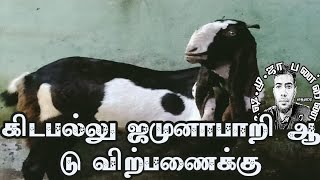 26 | 09 | 2024 | கிடப்பல்லு ஜமுனாபாறி ஆடு விற்பணைக்கு | jamunapari female for sale