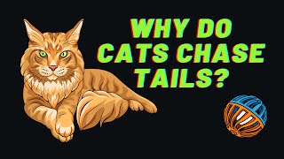 Why Do Cats Chase Their Tails? Uncovering the Fascinating Feline Mystery!