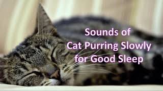 Sounds of Cat Purring Slowly for Good Sleep