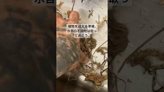 水苔の下処理