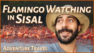 Sisal, Flamingo Capital of the World🦩🌴 Hidden Gem of Mexico's Yucatán Peninsula 🧭 Travel \u0026 Adventure