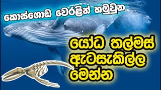 යෝධ තල්මස් ඇටසැකිල්ල - Whale fossil - Thalmasa - Lanka Wasuliya