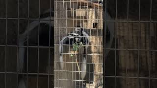 アビシニアコロブス　上野動物園　Abyssinian colobus