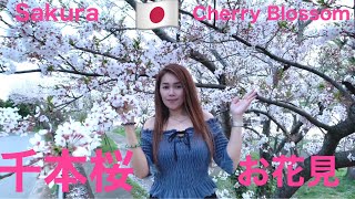 千本桜お花見l OHANAMI 2021🌸 l SAKURA CHERRY BLOSSOM🌸 (Memorable place )