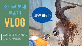 소나무 분재 분갈이 작업 VLOG / 뿌리 흙 다 털고 화분에 심기