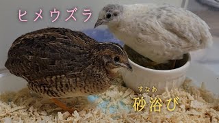 【ヒメウズラ】砂浴び