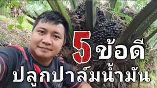 5ข้อดีของการปลูกปาล์มน้ำมัน🌿