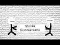 intro dla stonka ziemniaczana