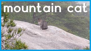 북한산 고양이 ㅣ:::::ㅣcat in the bukhansan mountain