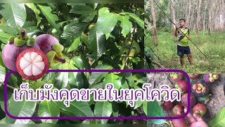 EP:6 เก็บมังคุดขายในยุคโควิด☀️ ปลูกง่ายสร้างรายได้ให้กับครอบครัว | bawbam เรคคอร์ด