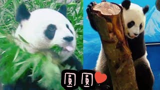 圓圓是模範媽咪，每天乖乖吃播|熊貓貓熊The Giant Panda Yuan Yuan and Yuan Bao|台北市立動物園