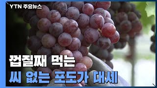 껍질째 먹는, 씨 없는 포도가 대세...주목 받는 삼총사 / YTN