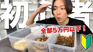 Beginner’s Guide: Affordable Ball Python Morphs Under ¥50,000