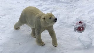 20230211:今日の円山動物園