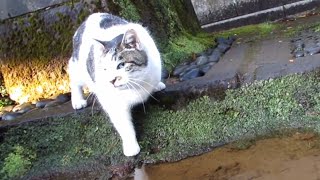 [野良猫]警戒しながらお水を飲むキジ白猫が可愛すぎる！[straycat]This cat is so cute as he drinks water cautiously!