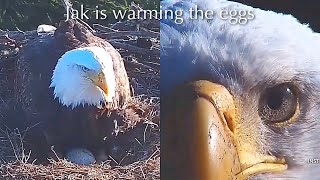 #13🦅Sauces Bald Eagle Nest 2025／Jak💗Audacity／Cams powered by EXPLORE.org