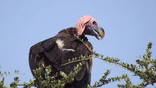 Ultimate Safari Guide of Unedited Raw Footage Continues with Lappet Faced Vulture on a Tree