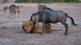 Sekoti attacks quickly and hunts a wildebeest! IMPRESSIVE