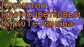 Клематис крупноцветковый Кири Те Канава 🌿 обзор: как сажать, саженцы клематиса Кири Те Канава