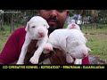 தமிழ்நாட்டின் ராஜ படையினர் our native breed rajapalayam kanni chippipaarai kombai dog kennel