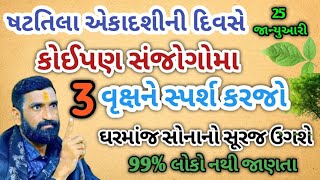 શટીલા એકાદશી પર આ વૃક્ષ ને સ્પર્શ કરી લેજો