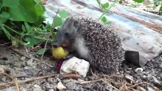 ハリネズミ☆庭に落ちた杏子をたべるハリネズミさん♪　Kirpi　Hedgehog