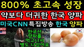 역대최고시청률 미국CNN특집방송 한국 양파 CNN기자가 한국 양파의 미국내 인기에 대해서 언급하자 미국전역이 충격과 경악! 해외감동사연 미국반응  외국인반응