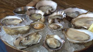 How to eat oysters (and not be weirded out) - Edible Education - KING 5 Evening