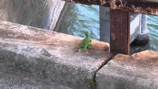 20141029 フロリダキーズ Florida Keys 14：Old Seven Mile Bridge：イグアナ Iguana