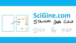 DNA Gel Electrophoresis Staining Explanation and Protocol