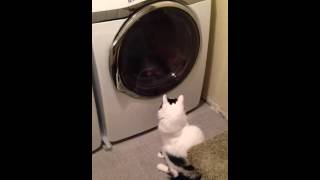 Kiwi catching laundry