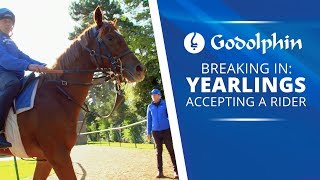 Yearlings first steps: learning to accept a rider