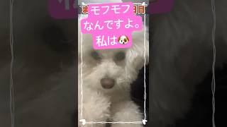 膝の上のまる#ビションフリーゼ #可愛い #癒される #かわいい犬