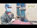 keo s best quality of rose petals powder making of rose petal powder