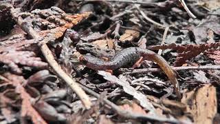 Four-Toed Salamander 2 (Hemidactylium scutatum)