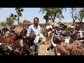 घर बैठे heavy weight goat तैयार कर करते हैं लाखों की कमाई 150 किलो के बकरे goat farming