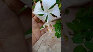 இன்று மலர்ந்த மலர்கள் நம்ம தோட்டத்தில் 💜 #song ❤️ #music 👍💐#gardeningflowers